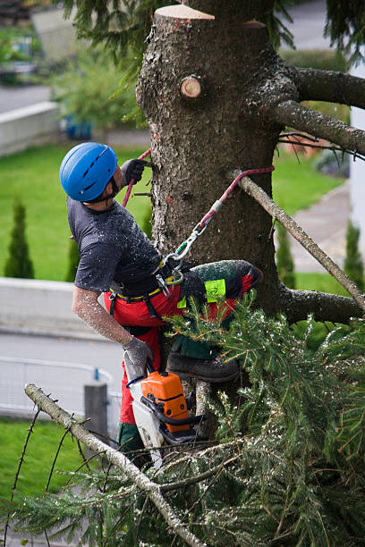 Mulching Services in Menomonie, WI